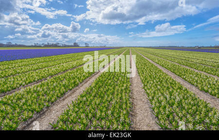 Blumenfelder im Frühjahr: Panoramablick über blühende weiße Hyazinthen (Asparagacea), Voorhout, Südholland, Niederlande. Stockfoto