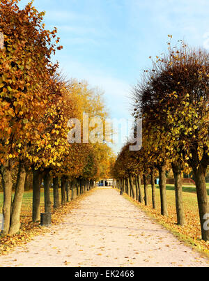 Schöne Lindenallee im Park in Moskau Stockfoto