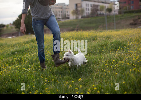Ein Westie (Westhighland Terrier) beißt ihr Besitzer Schuh. Stockfoto