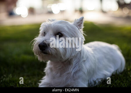 Ein Westie (West Highland Terrier). Stockfoto