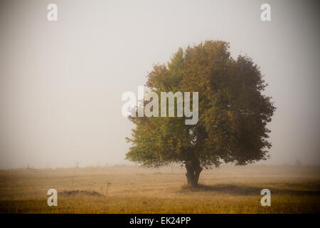 Ein schöner Baum auf einem Feld in herbstlichen Farben. Vignette-Effekt. Stockfoto