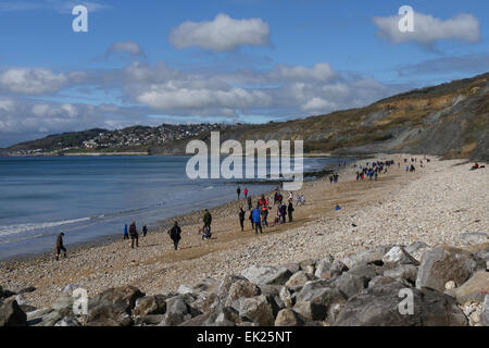 Fossilen Jäger am Strand von Charmouth, Dorset, Großbritannien Stockfoto