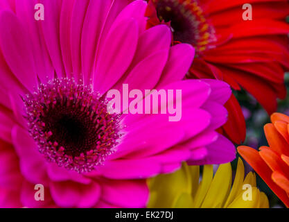 Flachen Fokus auf eine rosa Gerbera Blume mit anderen im Hintergrund Stockfoto