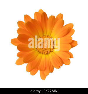 Blume von calendula Stockfoto