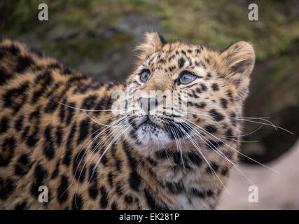 Weibliche Amur Leoparden, zehn Monate alt Stockfoto