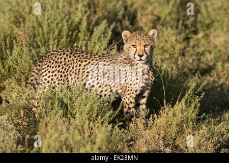 Gepard Cub beobachten, Tansania Stockfoto