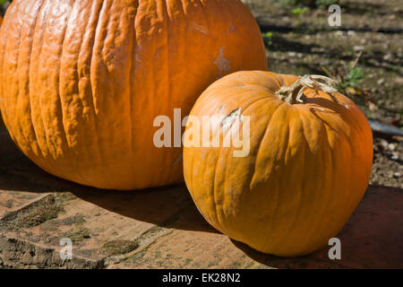 Große orangefarbene Kürbisse, die sitzen in der Sonne, Spanien Stockfoto