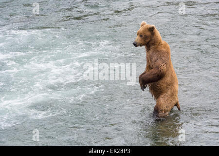 Braunbär stehend in Brooks River, Katmai Nationalpark, Alaska, USA Stockfoto