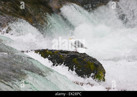 Möwe auf einem Felsen an den Brooks Falls, Katmai Nationalpark, Alaska, USA Stockfoto