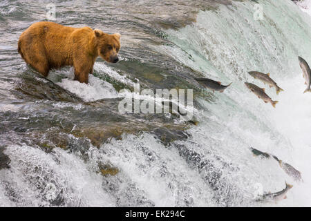 Juvenile Braunbär Lachs zu fangen, an der Spitze der Brooks Falls, Katmai Nationalpark, Alaska, USA Stockfoto