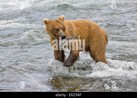 Braunbär Fang von Lachs an den Brooks Falls, Katmai Nationalpark, Alaska, USA Stockfoto