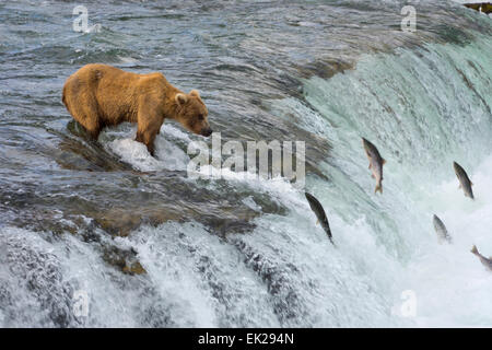 Juvenile Braunbär Lachs zu fangen, an der Spitze der Brooks Falls, Katmai Nationalpark, Alaska, USA Stockfoto