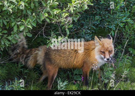 Rotfuchs (Vulpes Vulpes) mit einem Vogel im Maul, Denali National Park, Alaska, USA Stockfoto