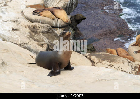 Ein Foto von einige Seelöwen in La Jolla Cove, San Diego. La Jolla Cove ist eine kleine, malerische Bucht und Strand. Stockfoto