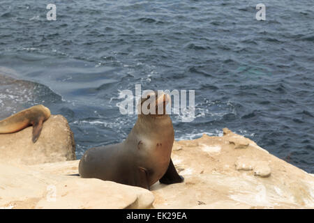 Ein Foto von einige Seelöwen in La Jolla Cove, San Diego. La Jolla Cove ist eine kleine, malerische Bucht und Strand. Stockfoto