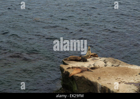 Ein Foto von einige Seelöwen in La Jolla Cove, San Diego. La Jolla Cove ist eine kleine, malerische Bucht und Strand. Stockfoto