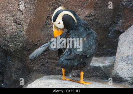 Getuftet Papageientaucher (Fratercula Cirrhata), Alaska, USA Stockfoto