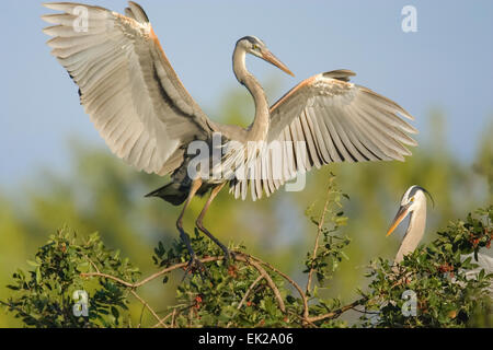 Great Blue Heron mit Flügel ausgebreitet in Venedig Audubon Rookery, Venice, Florida, USA Stockfoto