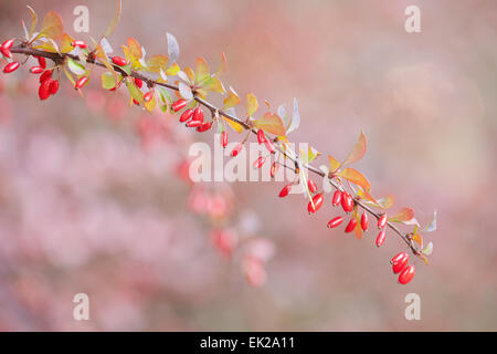 Niederlassung eines japanischen Berberitze (Berberis Thunbergii) Busch im Herbst in Issaquah, Washington, USA Stockfoto