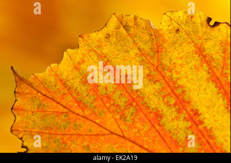 Witch Hazel (Hamamelis Intermedia) leaf in Autumn, taken in the Washington Park Arboretum, in Seattle, Washington, USA Stockfoto