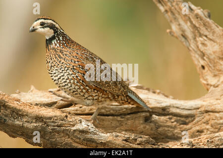 Männliche nördlichen Wachtel (Colinus Virginianus) auf einem Baumstamm in der Nähe von Linn, Texas, USA Stockfoto