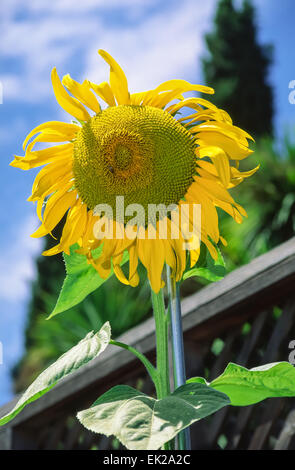 Sonnenblume gesetzt bis zu einen Metallpfosten neben Holzzaun in San Jose, Kalifornien, USA.  Diese Pflanze zieht Nützlinge. Stockfoto