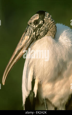 Holz-Storch-Porträt in Bradenton, Florida, USA. Stockfoto