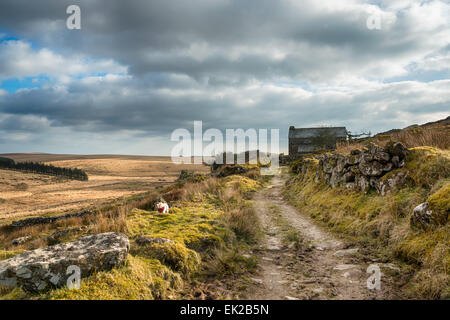 Einem alten Feldweg schlängelt sich durch einen abgelegenen Teil des Bodmin Moor in Cornwall Stockfoto