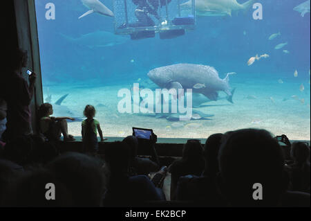 Gruppe von Erwachsenen und Kindern beobachten Diver feed Haie und Brindle Bass uShaka Marine World Aquarium, Durban, Südafrika Stockfoto