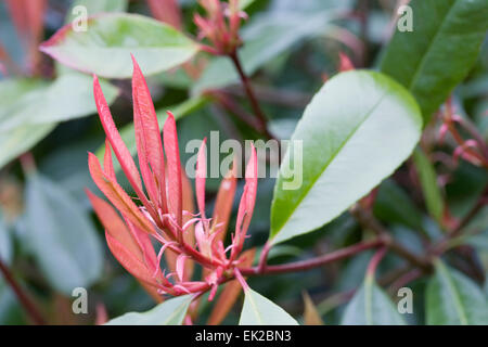 Photinia x Fraseri ' Red Versuchsprogramms im Frühjahr. Stockfoto