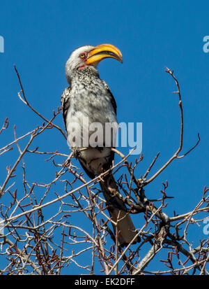 Yellowbilled Toko (Tockus Flavirostris) thront in Dornenbaum in Pilanesberg National Park, Südafrika Stockfoto