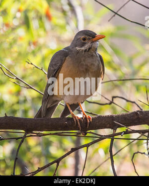 Kurrichane Drossel (Turdus Libonyana), auf die Filiale in Ihrer Nähe Wasserloch thront.  Pilanesberg National Park, Südafrika Stockfoto