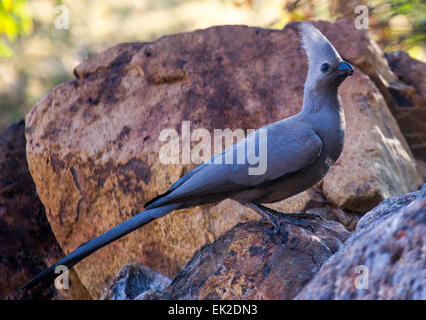 Grey Lourie (Corythaixoides Concolor), manchmal genannt den Go-away Vogel wegen seine Forderung ist in der Nähe einer Wasserquelle thront. Stockfoto