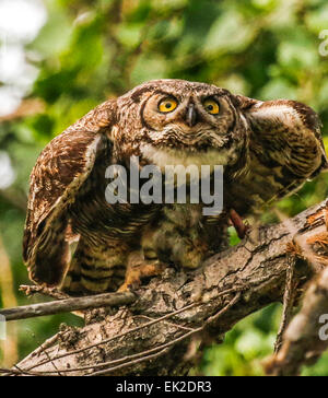 Mutter Eule, take off mit Kaninchen, Filiale wo warten Baby Nestlingszeit füttern. Stockfoto