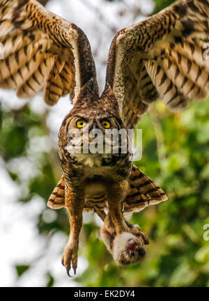 Mutter große gehörnte Eule fliegt mit einem Kaninchen in ihren Krallen ihr neu flügge Eulen. Stockfoto