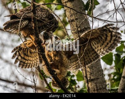 Mutter Eule machen Baby Owlet für das Kaninchen kämpfen wird sie schließlich ihn zu füttern.  Teil von ihm beizubringen, wie man jagen Stockfoto