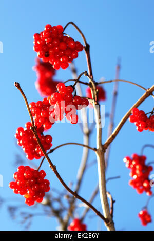 Viburnum roten reifen Beeren gegen blauen Himmel, natürliche saisonale Hintergrund Stockfoto