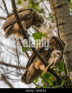Mutter große gehörnte Eule bringt Kaninchen Owlet füttern Stockfoto