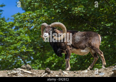 Europäischer Mufflon Widder / Ovis Orientalis Musimon Stockfoto