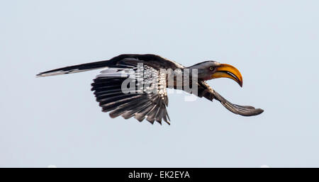 Südlichen Yellowbilled Toko (Tockus Flavirostris) im Flug. Stockfoto