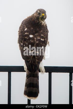 Cooper's Hawk thront auf Hinterhof Zaun in der Stadt.  Rückblickend auf seine Schulter. Stockfoto