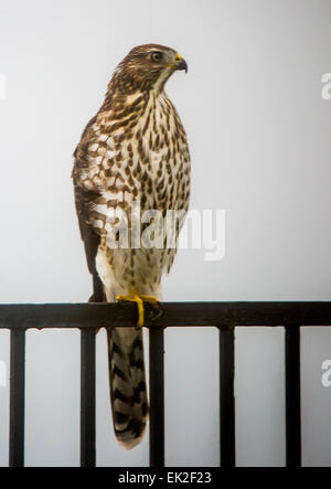 Cooper der Habicht (Accipiter Cooperii) thront auf einem Hinterhof Zaun in der Stadt Stockfoto