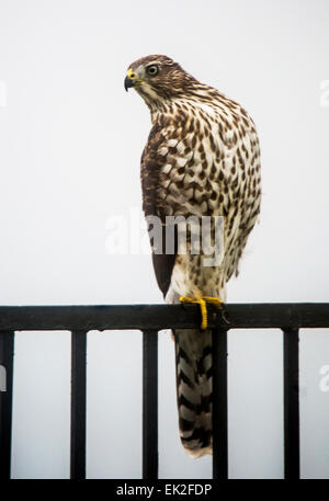 Cooper der Habicht (Accipiter Cooperii) auf Nachbarschaft Zaun Stockfoto