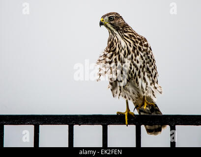 Cooper der Habicht (Accipiter Cooperii) thront auf einem Hinterhof Zaun in der Stadt. Stockfoto