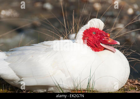 Eine weiße Barbarie-Ente sitzen auf dem Rasen mit offenem Mund Stockfoto