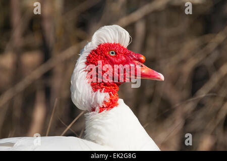 Weiße Muscovy Ente mit rotem Gesicht Kopf Stockfoto