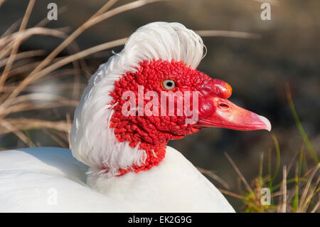 Eine weiße Barbarie-Ente-Kopf-Nahaufnahme Stockfoto