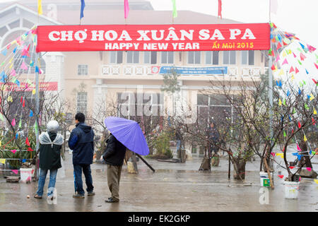 Vietnamesen Grübeln welche Pfirsichbaum, an einem nebligen Tag auf dem Markt in Sapa zu kaufen. Stockfoto