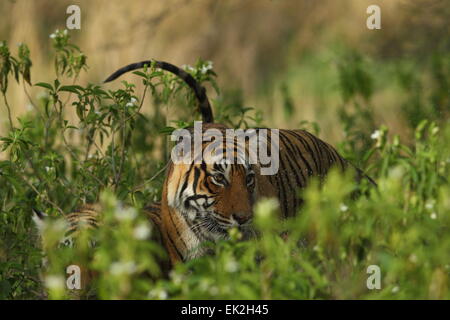 Royal Bengal Tiger und ihr junges in Ranthambhore Stockfoto