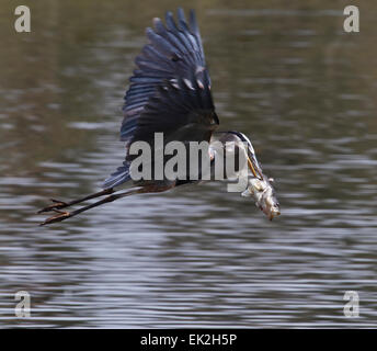 Great Blue Heron (Ardea Herodias) fliegen mit großen Fischen nur gefangen Stockfoto